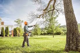 How Our Tree Care Process Works  in  Ak Chin Village, AZ