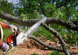 Best Tree Maintenance Programs  in Ak Chin Village, AZ