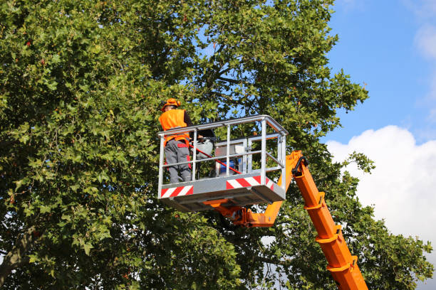 Trusted Ak Chin Village, AZ Tree Services Experts