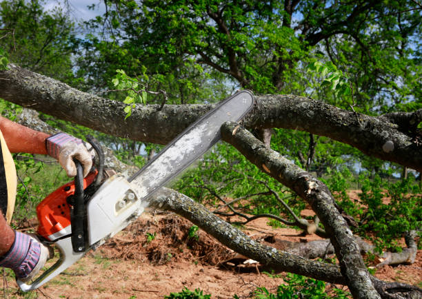 Best Tree Cabling and Bracing  in Ak Chin Village, AZ